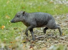 Zoológico do Reino Unido dá as boas-vindas a filhotes de animais raros que estão em risco de extinção… Mas você sabe o que é?