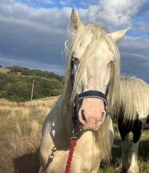 110597427-16047975-Polo_the_cremello_horse_was_stolen_from_a_Scottish_farm-a-106_1786556095068.jpg
