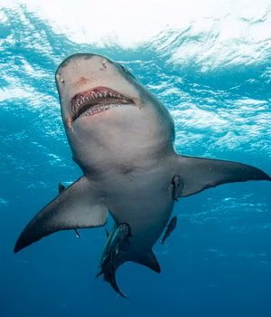 110598023-16046957-Sharks_have_become_the_center_of_a_growing_controversy_on_the_Je-a-5_178656965509.avif