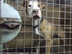Abdul al-Said supervisionou ‘canis’ de animais enquanto mais de 4.000 cachorrinhos e gatinhos morreram sob sua supervisão.