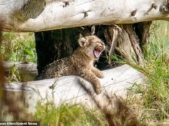 Gatos são fofos! Um novo filhote de leão em um zoológico do Reino Unido foi visto dando seus primeiros passos