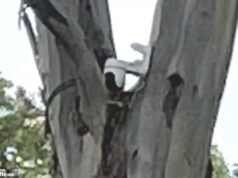 Famílias ‘aterrorizadas’ após câmera escondida encontrada em árvore com vista para a escola primária de Adelaide