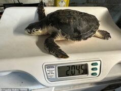 Uma das tartarugas mais raras do mundo voltou para casa depois de aparecer em uma praia do Reino Unido
