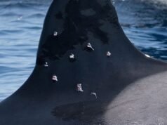 Baleia assassina vista com projétil de espingarda ferida na Espanha – depois que orca ataca iates