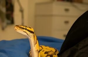 Busca em andamento depois que píton ‘fugitiva’ escapou do cativeiro a menos de um quilômetro da prisão de Wandsworth