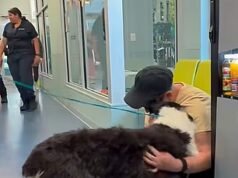 Collie encantado se reúne com o dono depois de fugir de casa e embarcar em uma aventura de 1.600 quilômetros