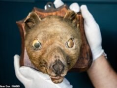 ‘Cabeça de raposa’ que foi comprada em um mercado de pulgas por £ 50 é vendida por £ 60.000… porque na verdade é um tigre extinto