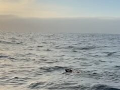 Ultimate Doggy Paddle: Pescadores chocados observam enquanto nadam para o mar