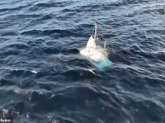 Momento em que turistas britânicos avistam um naufrágio fantasma na costa francesa durante uma viagem de balsa no Reino Unido para marinheiros desaparecidos
