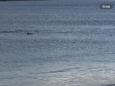ASSISTA: Golfinhos saltadores fazem um show espetacular a poucos metros da costa enquanto os banhistas gritam de admiração