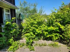 Revelado: áreas de maior risco com a knotweed japonesa neste outono – e isso é uma má notícia para os nortistas
