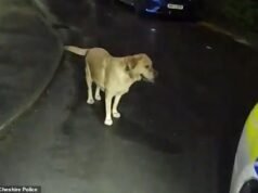 O labrador abanando o rabo do criminoso leva a polícia ao seu esconderijo depois que ele abandonou o cachorrinho enquanto fugia dos policiais