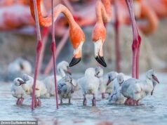 Faça cócegas rosa! Um par de flamingos pode ser visto adorando seus filhotes