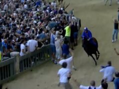 O cavalo de corrida cai no chão e o jóquei se machuca enquanto torcedores correm na frente do animal para comemorar sua vitória