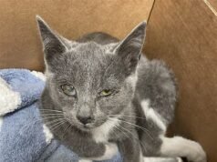 O gatinho perdido mais triste da América inicia um esforço de resgate dramático depois de ser encontrado tremendo na beira de uma rodovia