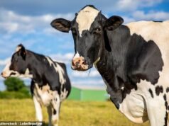 Doença da vaca louca confirmada em fazenda no Reino Unido