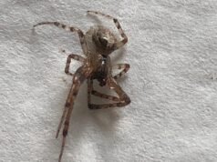 A aranha mais perigosa da Grã-Bretanha ataca novamente: a mulher de Kent saiu com uma ‘polaina’ na perna depois de ser mordida por uma falsa viúva ‘escondida em um prendedor de roupa’