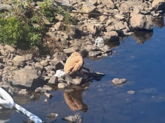 Fúria visível após lavar roupa em um rio do Maine e encher suas águas com detergentes tóxicos para a natureza