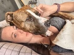Enfermeira de bom coração salva pit bull perdido da eutanásia… mas o cachorro o maltrata tanto que ele ainda não consegue usar os braços meses depois