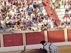 Um dos melhores toureiros da Espanha caiu através dos testículos durante uma tourada.