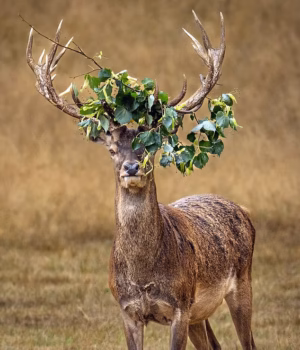 110759819-16068171-Red_deer_are_known_for_plucking_leaves_from_lower_branches_of_tr-m-22_17872598648.avif