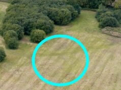 Ed Sheeran quer construir outro lago de vida selvagem: A superestrela arrisca a ira dos residentes em seu estúdio de gravação ‘Sheeran-ville II’ de £ 1,1 milhão… mas será que a piscina será apenas para salamandras e girinos?