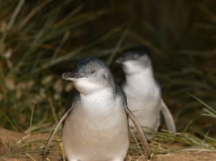 Correr para vacinar pinguins em meio a temores de que a gripe aviária possa dizimar seu número