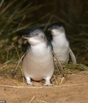 110802153-16073665-Authorities_are_working_to_vaccinate_1_000_penguins_on_Phillip_I-m-24_17874926825.avif