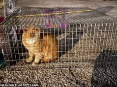 Ginge, o gato desaparecido, foi encontrado a 140 quilômetros de casa… quase um ano depois