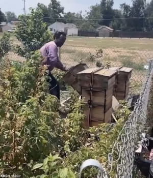 110817747-16075659-Worku_Woldemariam_42_allegedly_ripped_apart_an_urban_garden_on_E-a-2_178757900867.avif