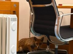 Estranho incidente noturno com raposa… MP chocado fareja visitante peludo através de papéis no escritório do Commons