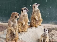 Amados suricatos morrem tragicamente no parque de vida selvagem do Reino Unido depois que um túnel desaba sobre eles após fortes chuvas – mãe grávida entre os mortos