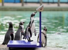 Sem peso! 10.000 animais entram nas balanças ocultas do Zoológico de Londres para check-ups anuais