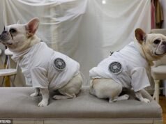 Que casaco legal! Animais de estimação exibem suas novas jaquetas com ar condicionado… e ventiladores embutidos