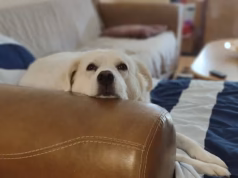 Cachorro adorável morre durante consulta de tosa… e seus tratadores levam um tapa na cara