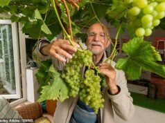 Casal britânico cultiva uvas do tamanho de ‘pequenas bolas de pingue-pongue’ em seu jardim de inverno durante a onda de calor no Reino Unido