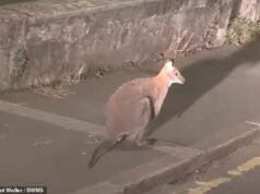 O mistério de um canguru é visto vagando pela cidade da Cornualha meses após a aparição chocante na zona industrial