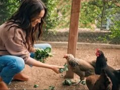 Meghan compartilha uma postagem enigmática sobre suas galinhas depois que os Sussex deixam pássaros amados em Montecito após se mudarem para a Grã-Bretanha