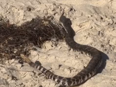 Cascavel ‘enorme’ vista nadando na praia da Califórnia, onde fez cócegas em nadador chocado