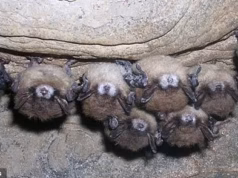 A quarentena se aproxima de Martha’s Vineyard enquanto especialistas alertam sobre o risco de BATs mortais infectarem a América