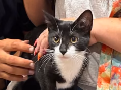 Final feliz para o gatinho de smoking usado para roubar um banco