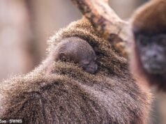 Abençoe seu algodão… TOPS: Macacos gêmeos agarrados à mãe enquanto o zoológico do Reino Unido dá as boas-vindas a três filhotes de primatas