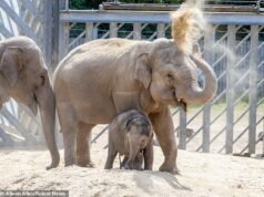 A bebê elefante Jaya aprende a se proteger do sol e dos insetos… depois de copiar sua mãe