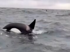 No último ataque na costa espanhola, orcas destruíram o leme de um iate à vela