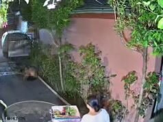 Turista australiano preso no aeroporto de Bali ‘tentando voltar para Brisbane’ depois que moradores locais são caçados por atividade sexual fora de casa