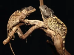Cientistas descobrem “dragão” da vida real e o chamam de Sirax