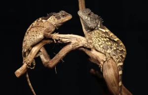 Cientistas descobrem “dragão” da vida real e o chamam de Sirax