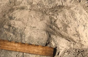 Pegadas de 1,4 milhão de anos revelam um parente humano surpreendentemente grande