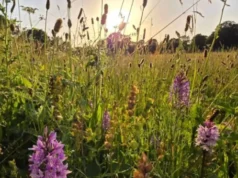 Os cientistas deixaram esta fazenda em paz. Milhares de orquídeas apareceram