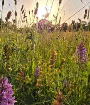 biodiverse-wildflower-meadow.webp